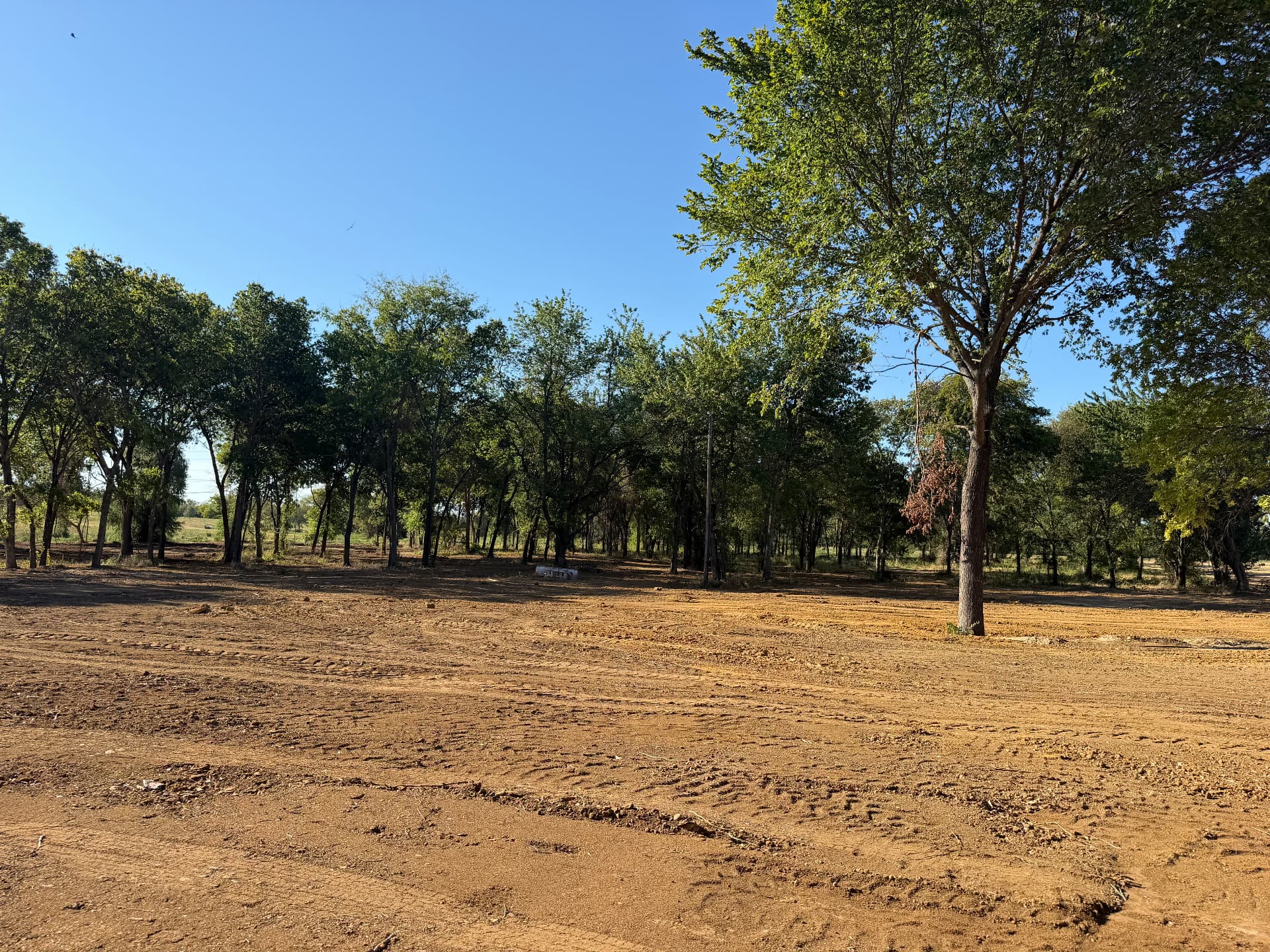 Second view of the trees on Lot 5 at The Summer Meadows